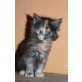O Lilli, Maine Coon - Katze