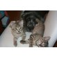 O`Melly, Europäische Kurzhaarkatze - Kater