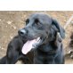 OBAMA, Labrador Retriever - Rüde