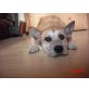 OBELIX 3, Pflegestelle Steiermark, Schnauzer-Terrier Mix - Rüde