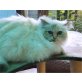 ODETTE, Heilige Birma - Katze