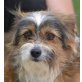 ODI - Linares, Terriermix - kastriert - Rüde