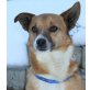 ODIE 3, Pflegestelle Tirol, Traumhund sucht Traumplatz - Corgimix - Rüde