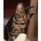ODIN OF WHITE CREEK, Bengalkatze - Kater