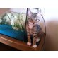 OHK-SIAM - Katze
