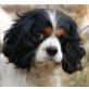 OKAY, Pflegestelle Burgenland, freundliches Einäuglein - CavalierKingCharles - Rüde