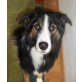 OLDO, Pflegestelle Tirol, wunderschöner, lieber Colli-Berner Sennen-Mix - Rüde