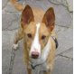 OLE, Podenco Mix - Rüde