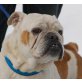 OLGA - Pflegestelle Niederösterreich, verschmuste Englische Bulldoggen - Hündin