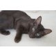 OLH Javanesen und Balinesen Kitten, Javanese / Mandarin - Katze