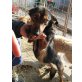 OLIVE SUCHT DRINGEND EIN ZUHAUSE........, Dackel Pinscher Mix Rumänien - Hündin
