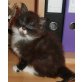 OLIVIA, Maine Coon - Katze