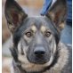 ONDINA - Pflegestelle Burgenland bzw. Wien, wunderschöne, gelehrige Wolfshund-Mix - Hündin