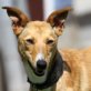 ONE, Galgo (Mix), geb. ca. April2011 Welpen - Rüde