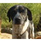 ONIX, Pointer Mix - Rüde