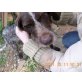 OREFJ sucht liebe Familie!! - Rüde