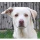 OREO, Herdenschutzhund Mix, unkastriert - Rüde