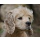 ORI, Pflegestelle Niederösterreich, hübsche, entzückende American Cocker Spaniel - Hündin