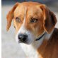ORION, Pflegestelle Tirol, problemloser, hübscher Beaglemix - Rüde