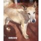 ORION.. wundervoller Rauhaar-Podenco!, Podenco - Rüde