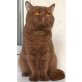 ORLANDO, Britisch Kurzhaarkatze - Kater