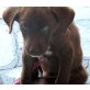 ORLANDO, Labrador-Mix - Rüde