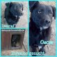 OSCAR, kleiner, schwarzer Teddybär, Mischling - Rüde