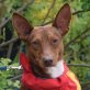 OSITO - Ubeda, Podenco - kastriert - Rüde