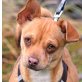 OSKAR, Chihuahua-Mischling, kastriert Welpen - Rüde