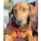 OTTO 9, Pflegestelle Tirol, Neugierige Nase!  Dackel - Rüde