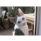 OTTO, Tierschutz - Kater