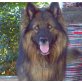 OVID, Pflegestelle Burgenland, prächtiger, gelehriger Langhaarschäfer-Mix - Rüde