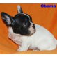 Obama, Französische Bulldogge Welpen - Rüde