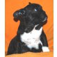 Obama,Osiris, Französische Bulldogge Welpen - Rüde