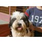 Obama, lieber,,kleiner Familienhund - Rüde
