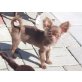 Obelix, Chihuahua langhaariger Schlag - Rüde