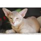 Obsession, Orientalische Kurzhaar - Katze