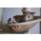 Obsession, Orientalische Kurzhaar - Katze