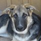 Ocean, Schäferhund Mischling Welpen - Rüde