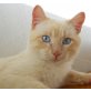 Ocean, verschmuster Siam-Mix red-point - Kater