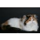 Octavians Savanna, Perser - Katze