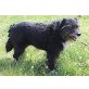 Oda, Schnauzer-Mischling - Hündin