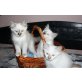 Odett,Olimpia,Orsolya, Odett HL.Birma Katze, Heilige Birma - Katze