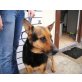 Odett, ruhige Schaeferhund Mix Huendin - Hündin