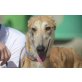 Odie, Galgo Español - Rüde