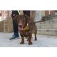 Odie, freundlicher Dackel-Mix - Rüde
