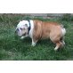 Odin, Englische Bulldogge - Rüde