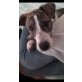 Odin, Jackrussel, zwergpinscher  - Rüde