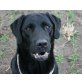 Odin, Labrador,* ca.2007 , ca. 55-60 cm - Rüde