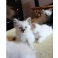 Odin,Odett,Orsolya,Olimpia, Heilige Birma - Katze